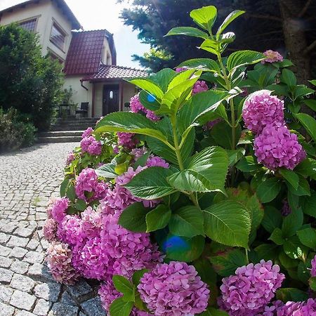 Villa Jasmin Zielona Góra Exteriör bild